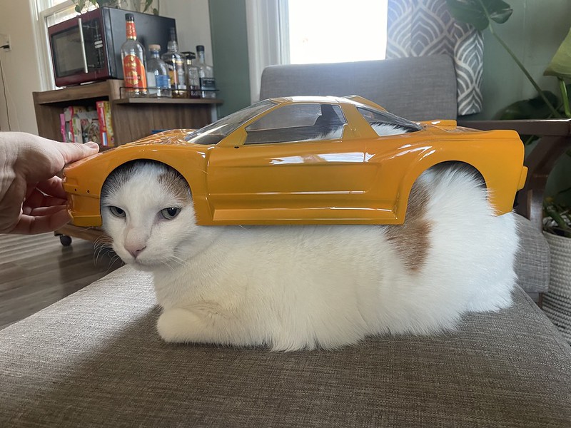 cat